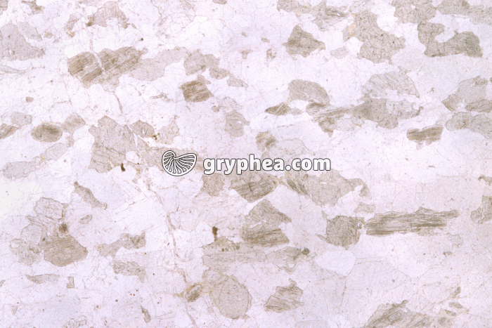 Gabbro rubané LPNA x3,5 - gryphea.com